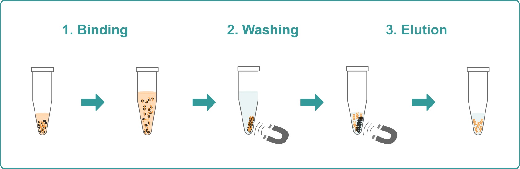 Graphical representation of the three steps – binding, washing and elution – of the total DNA clean-up workflow.