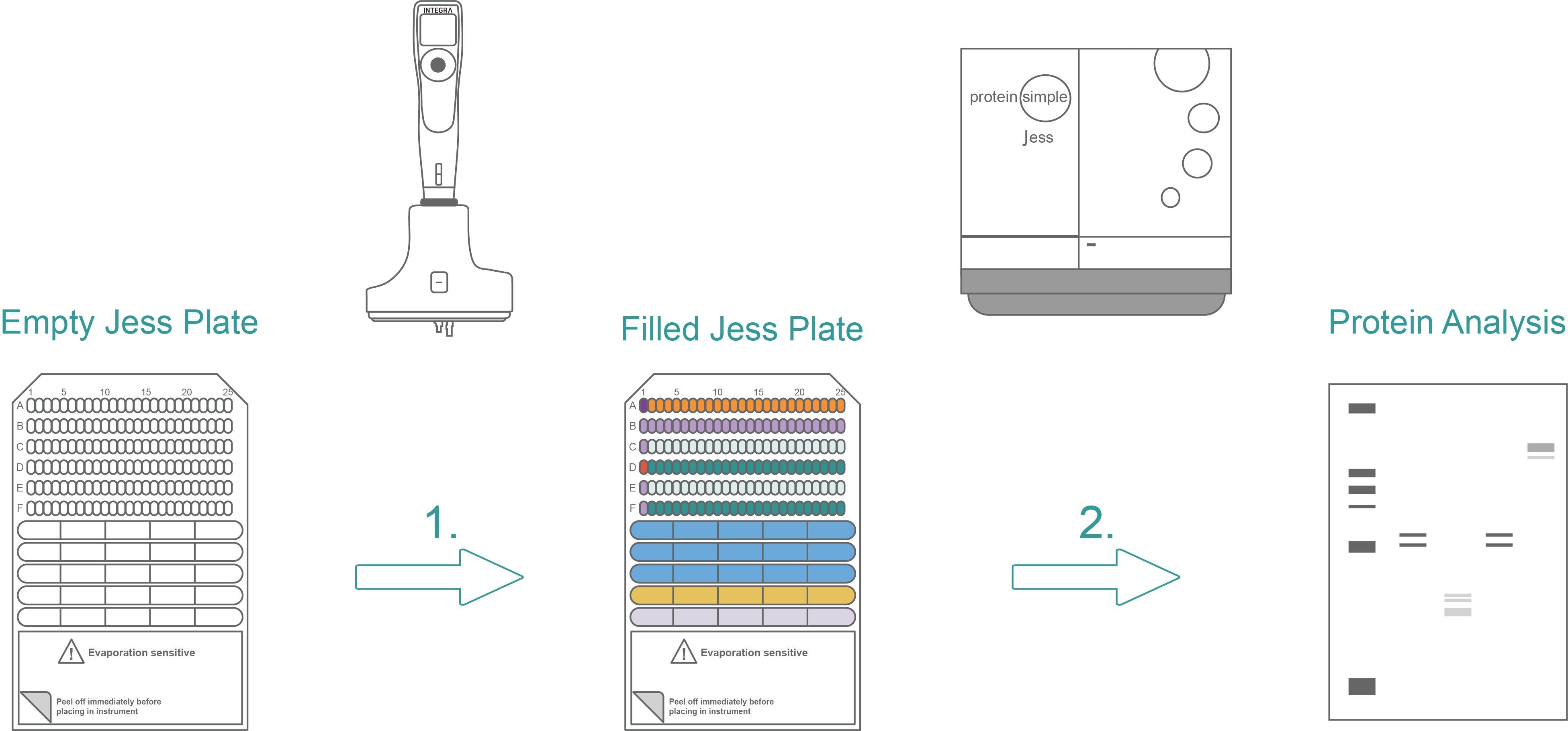 Illustration of the workflow for western blot protocol automation in 2 steps using the D-ONE single channel pipetting module on the ASSIST PLUS pipetting robot and the ProteinSimple Jess.