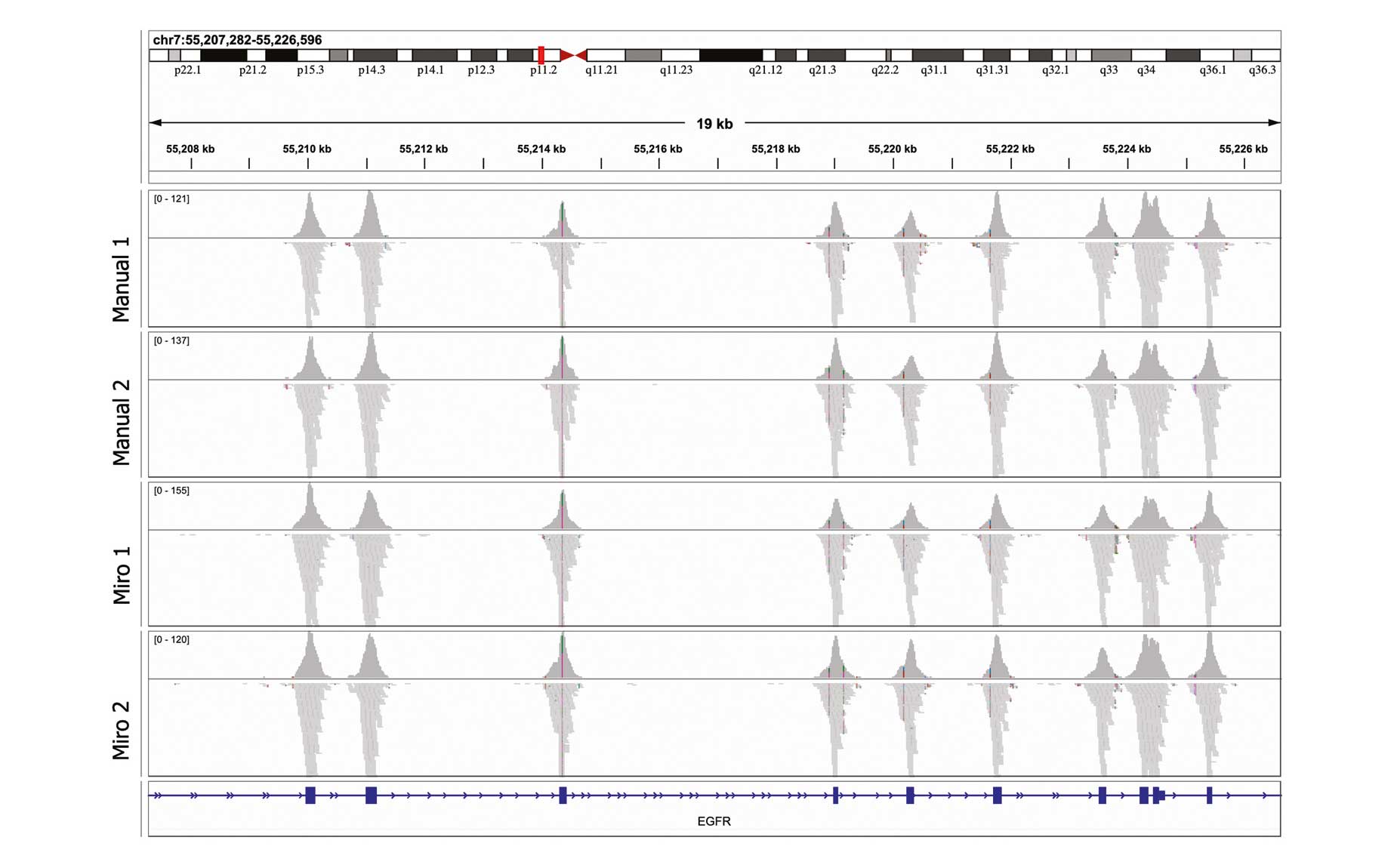 Graphical representation of the Integrative Genomics Viewer results. The outputs show confident mapping of the target genes for manual and automated library prep.