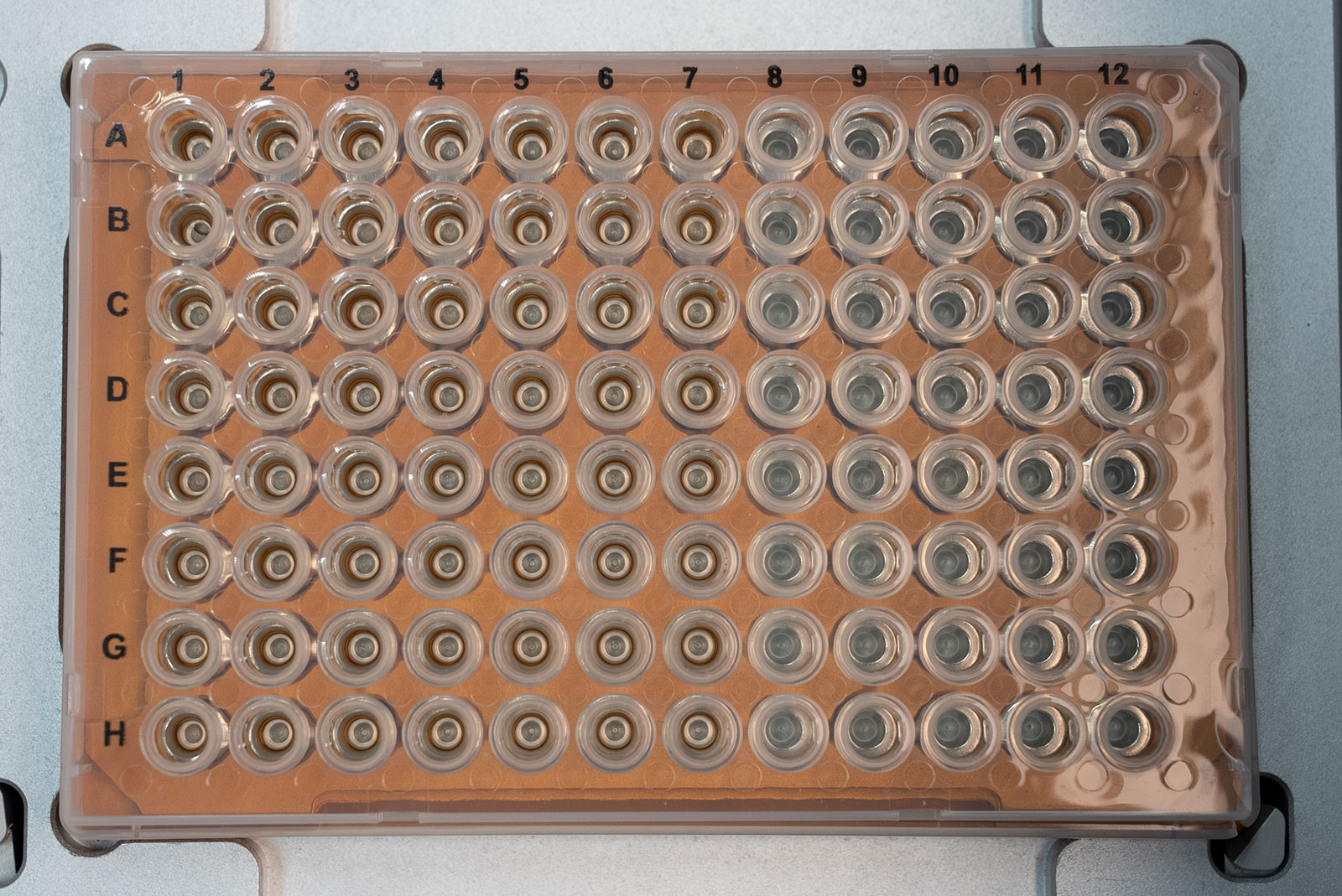 A 96 well PCR plate on the Clean magnet plate shows magnetic beads have been captured at the side of the well by the ring magnet.