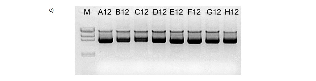 The graphs and the gel photo show high quality plasmid DNA in three different plasmid types.