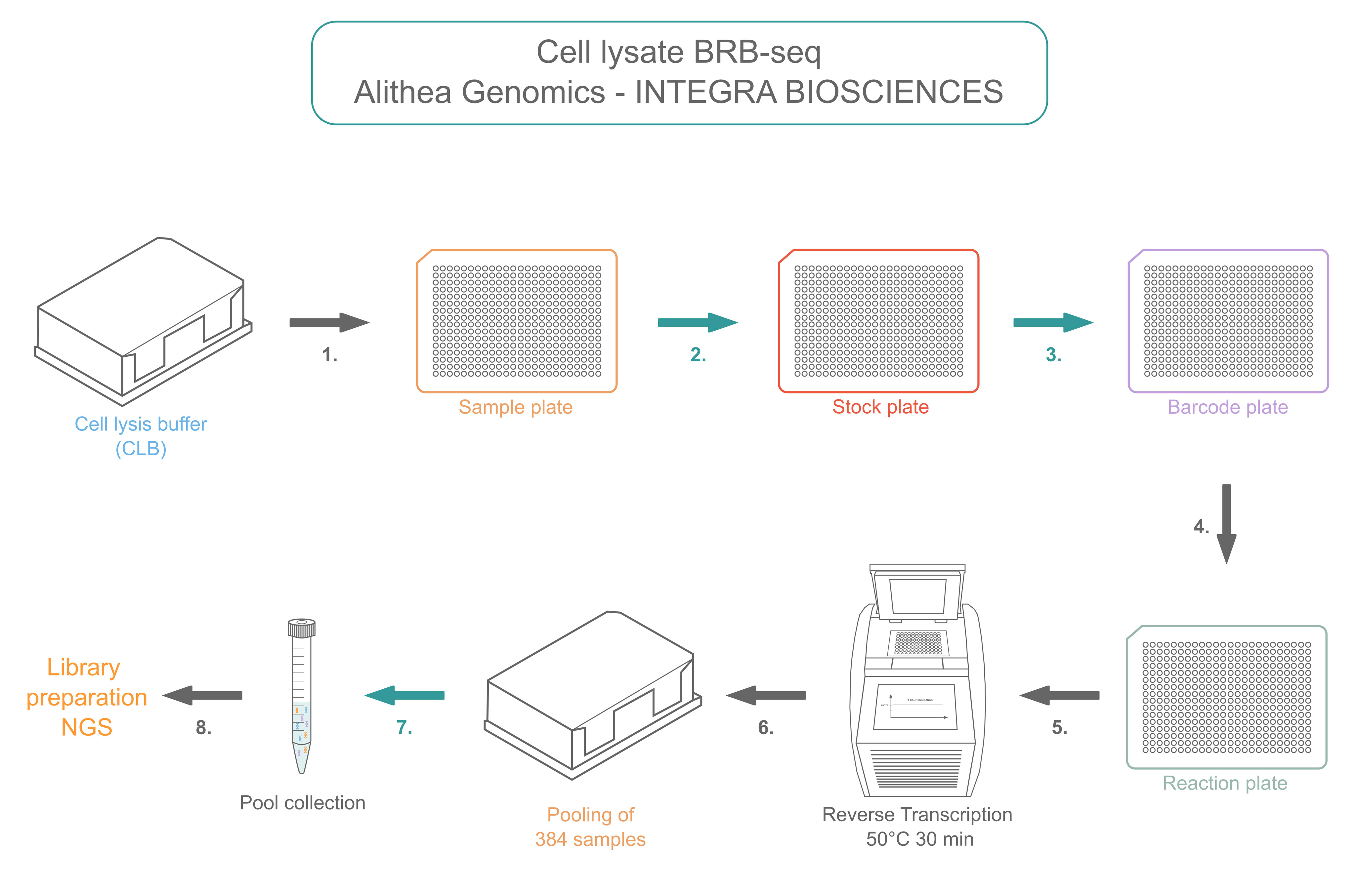 Sample preparation workflow for cell lysate BRB-seq with the help of the VIAFLO 384.