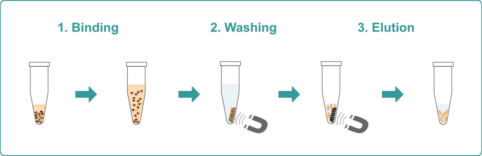 Graphical representation of the three steps – binding, washing and elution – of the total DNA clean-up workflow.
