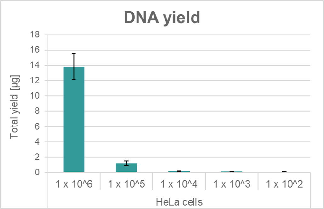 Column diagram showing high yield DNA extracted from HeLa cells. 