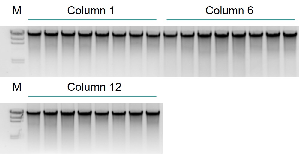 Agarose gel photo showing high quality genomic DNA extracted from spleen tissues.