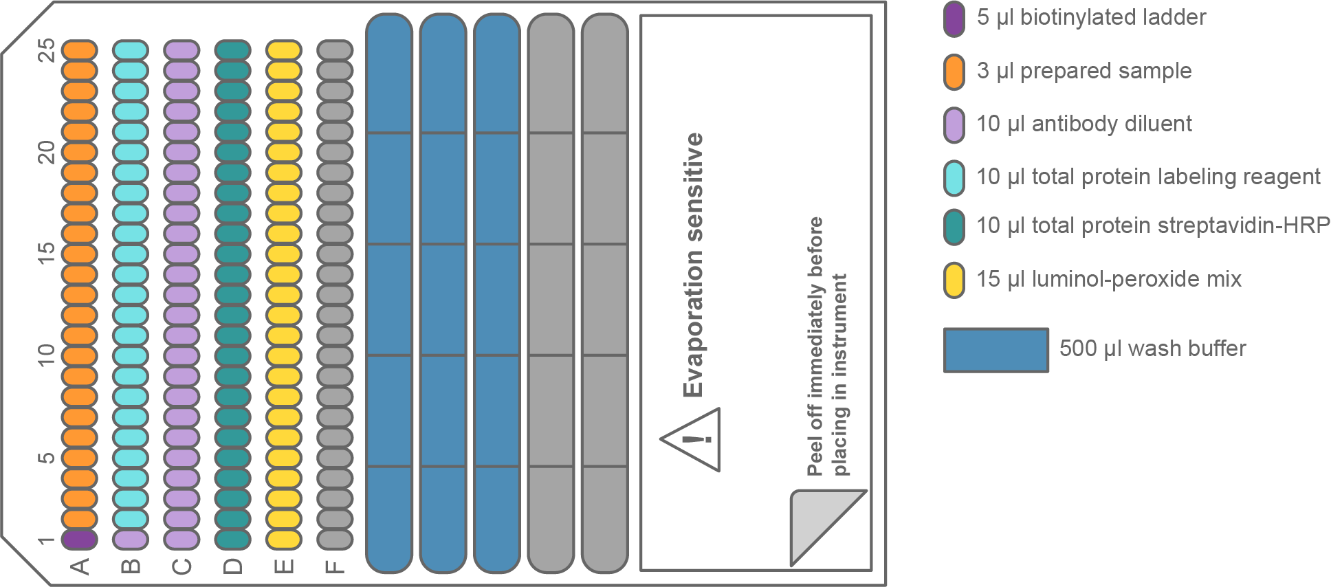 Illustration of how the Simple Western Jess plate is filled when performing total protein analysis of 24 samples.