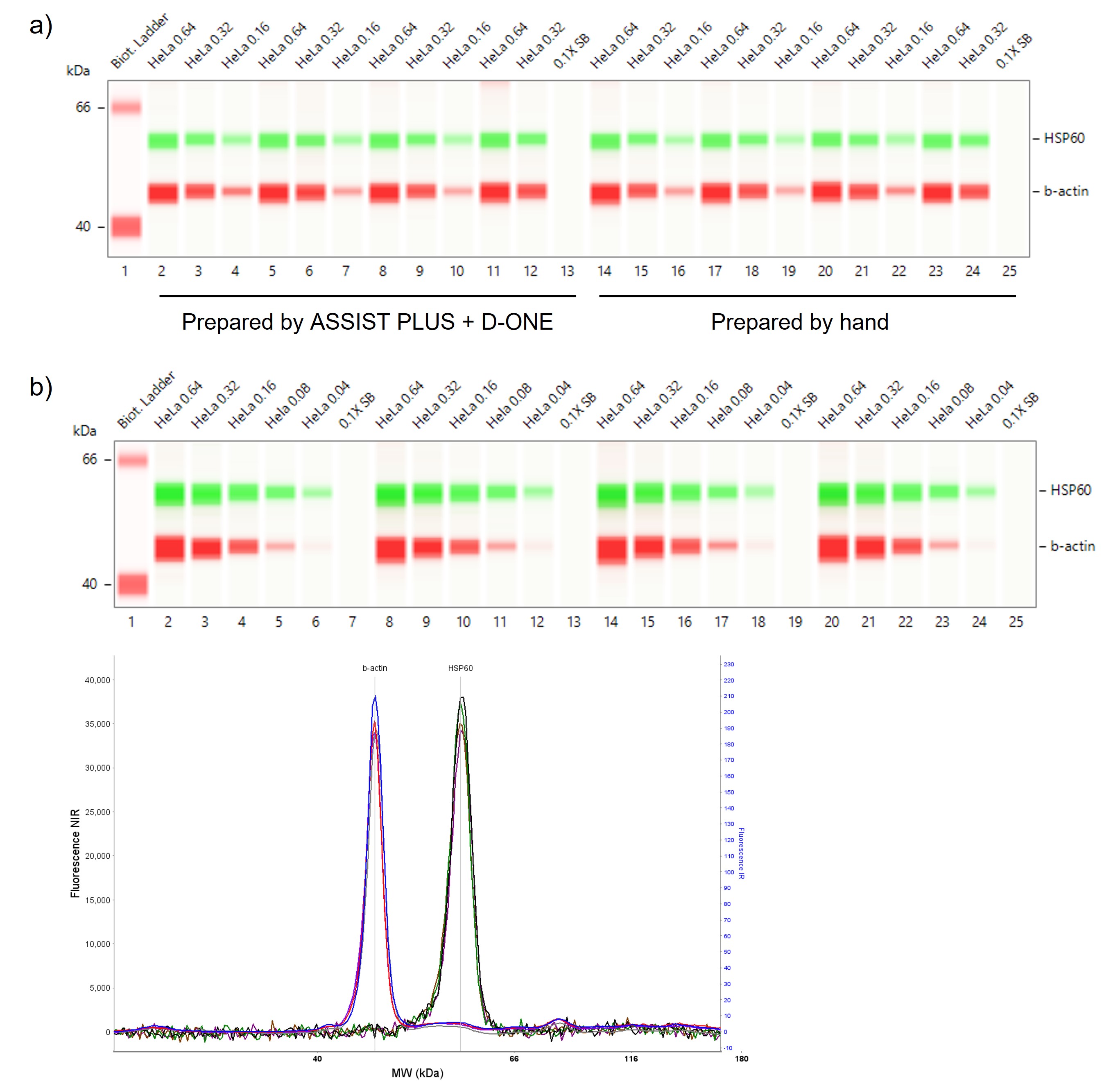 Comparable Jess plate filling is achieved when performing (a) automated (2-13) and  manual (14-25) set-up in one plate with various dilutions of HeLa lysates in quadruplicate (of 0.64 and 0.32 mg/ml) or triplicate (0.16 mg/ml); and (b) fully automated set-up of 24 samples when processing 4 replicates of 0.64, 0.32, 0.16, 0.08, 0.04 and 0.0 mg/ml (0.1x sample buffer) HeLa lysates (lane view and electropherogram showing 0.64 mg/ml replicates as representation).