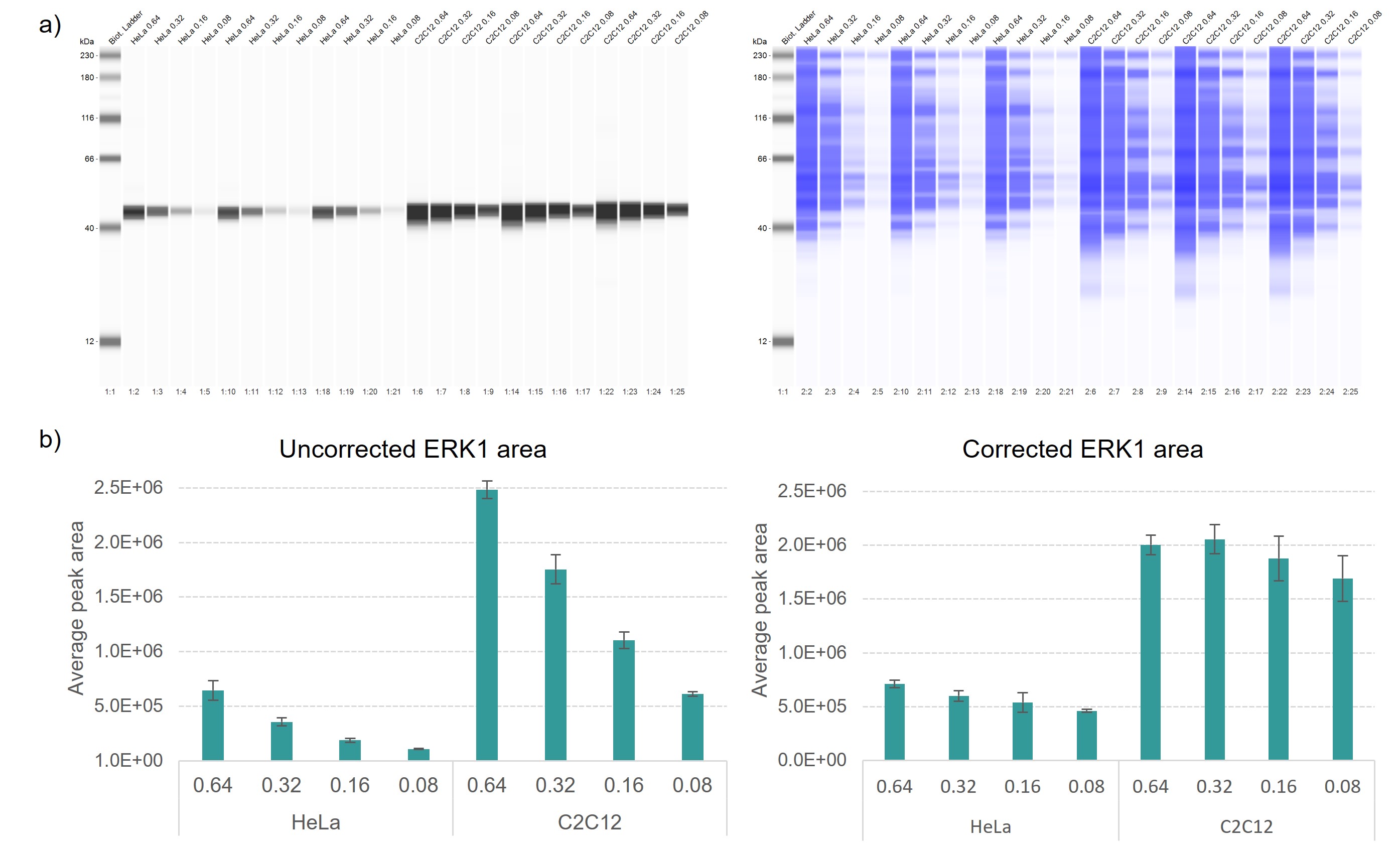 HeLa lysates (lanes 2-13) and C2C12 (lanes 14-25) were each titrated to 0.64, 0.32, 0.16 and 0.08 mg/ml concentrations, and run in triplicate. a) ERK1 detection (left) and total protein detection (right) and b) automatic quantification of uncorrected and corrected ERK1 peak areas using the Simple Western software.  