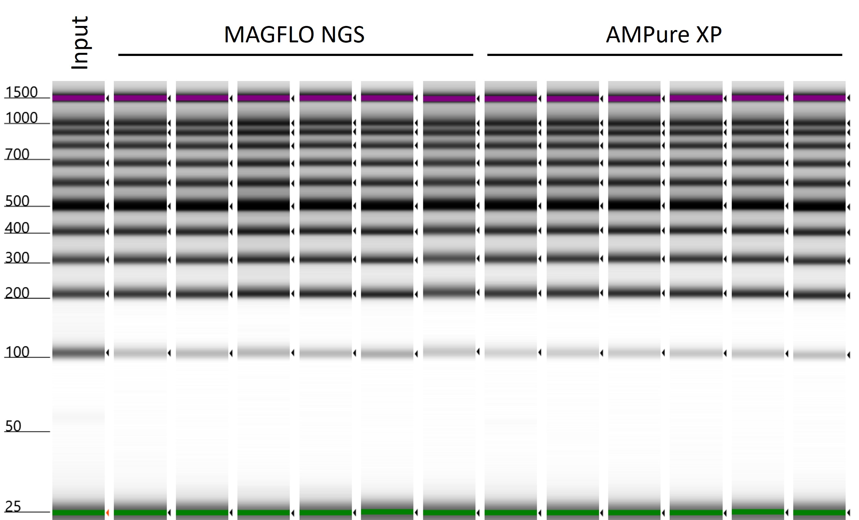 Illustration of fragment analysis results using a 4150 TapeStation showing a gel with 100 bp PCR ladder before (input) and after single-sided DNA size selection using a 1.8x ratio of MAGFLO NGS (left, row A, n=6) or AMPure XP (right, row E, n=6).