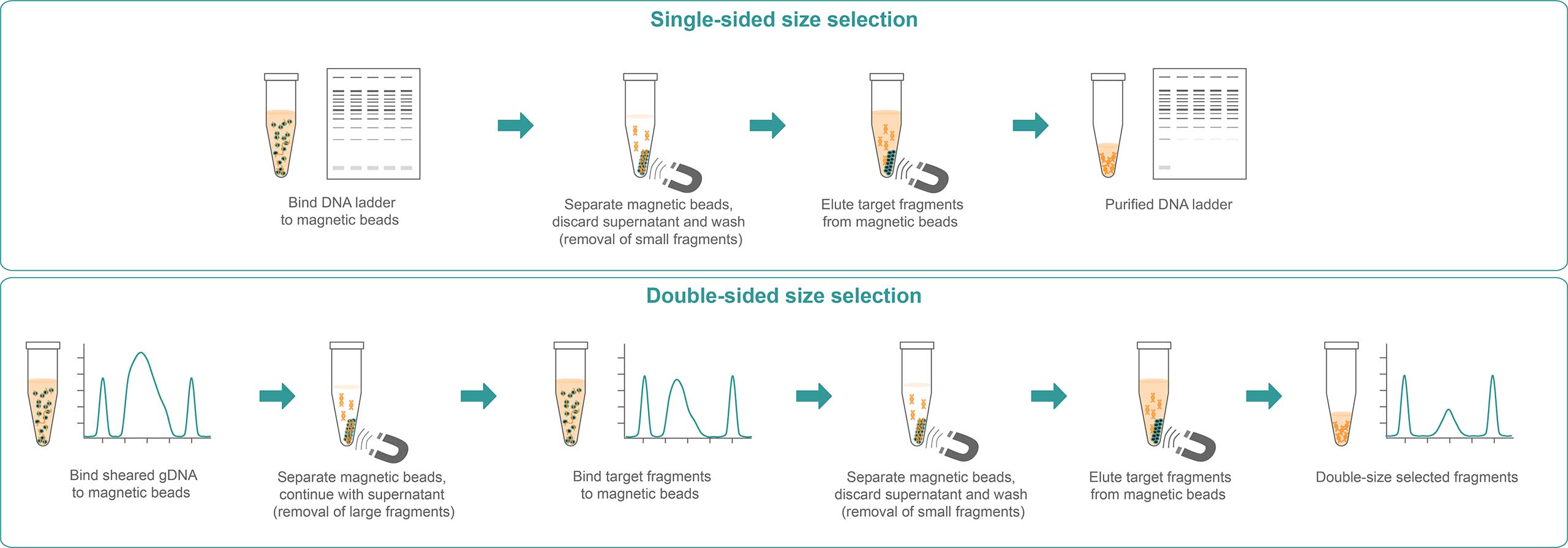Illustration of a step-by-step procedure of single- and double-sided DNA size selection.