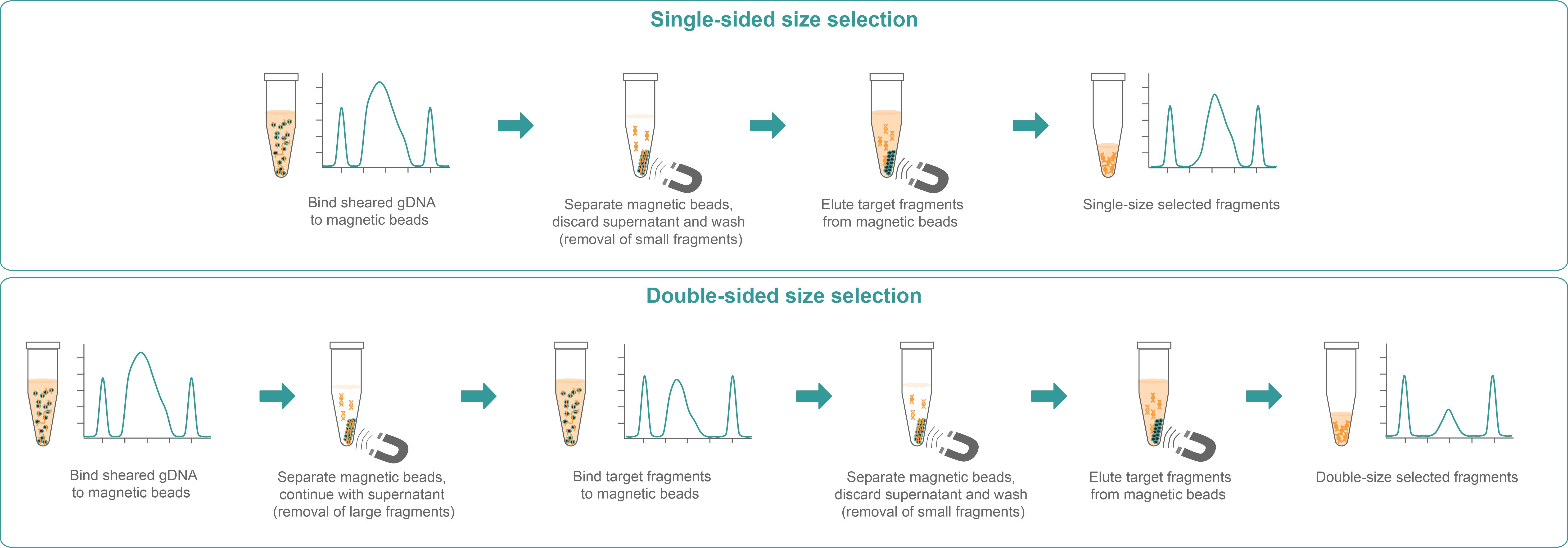 Illustration of a step-by-step procedure of single- and double-sided DNA size selection.