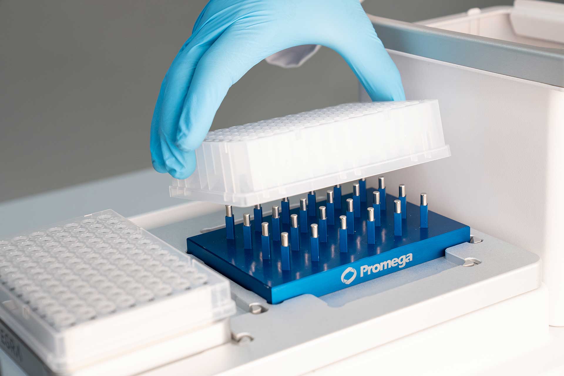 A hand wearing gloves placing the Thermo Midi plate on a magnetic separation device on the deck position C of the ASSIST PLUS pipetting robot. 