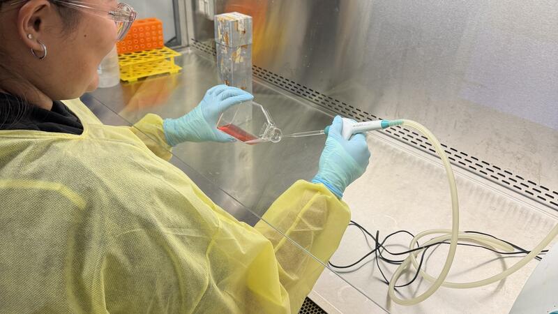 A University of Technology Sydney PhD student using INTEGRA’s VACUBOY and  VACUSAFE aspiration tools to remove media from a culture flask inside a biosafety cabinet.