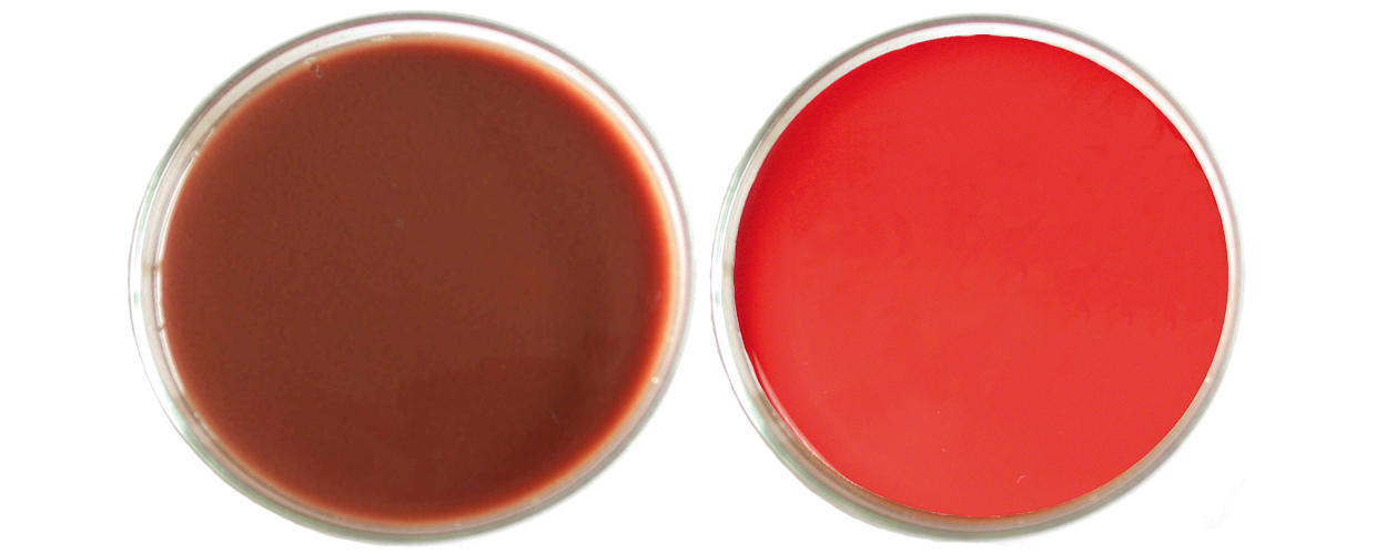 Brownish color of an agar plate if erythrocytes are lysed (left). Typical light red color of high quality blood agar plates (right). 