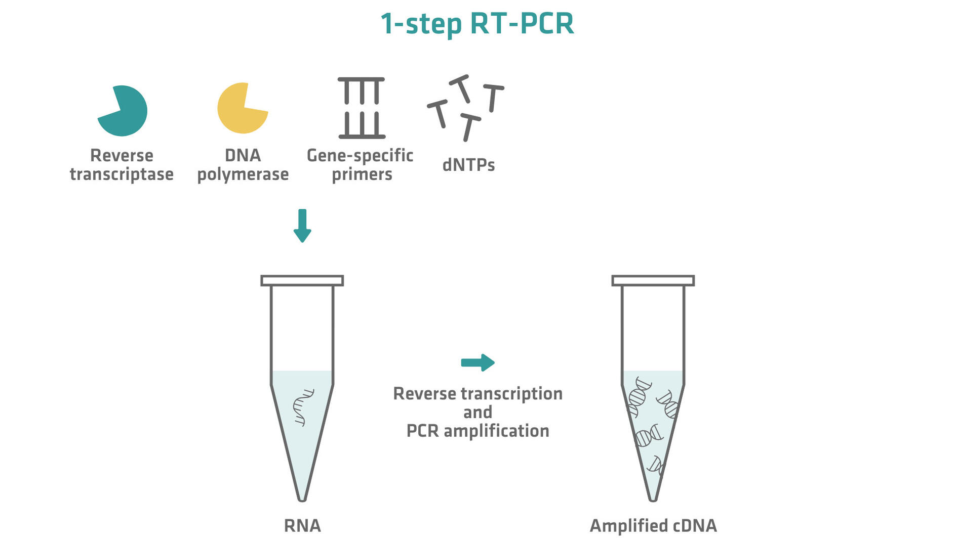 RNA is converted into cDNA and amplified with the help of enzymes, primers and dNTPs.