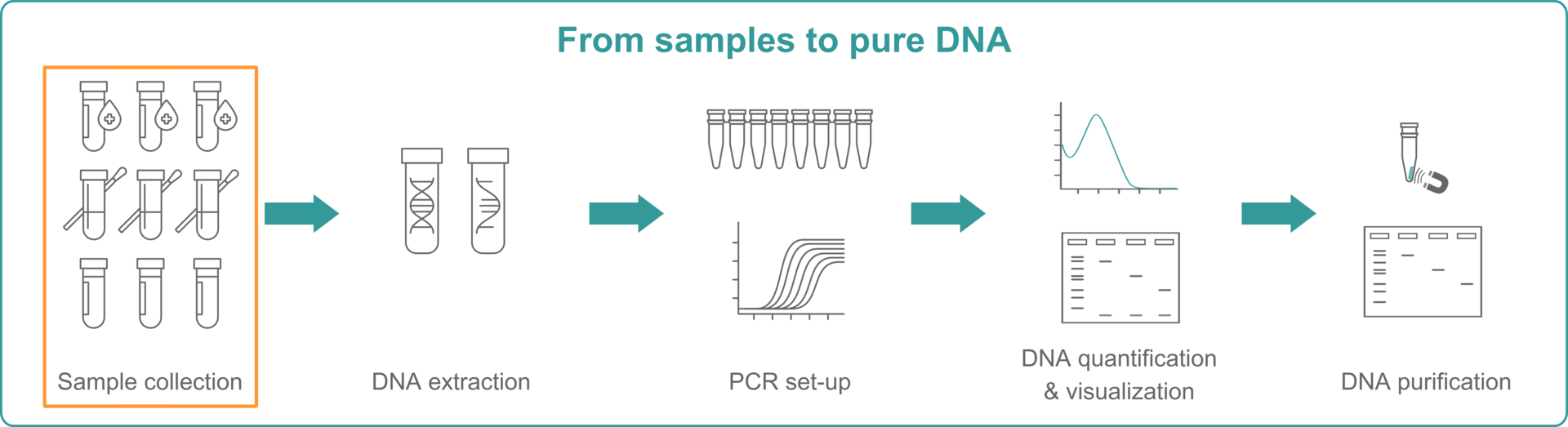 Infographic explaining how to get from sample collection to pure DNA