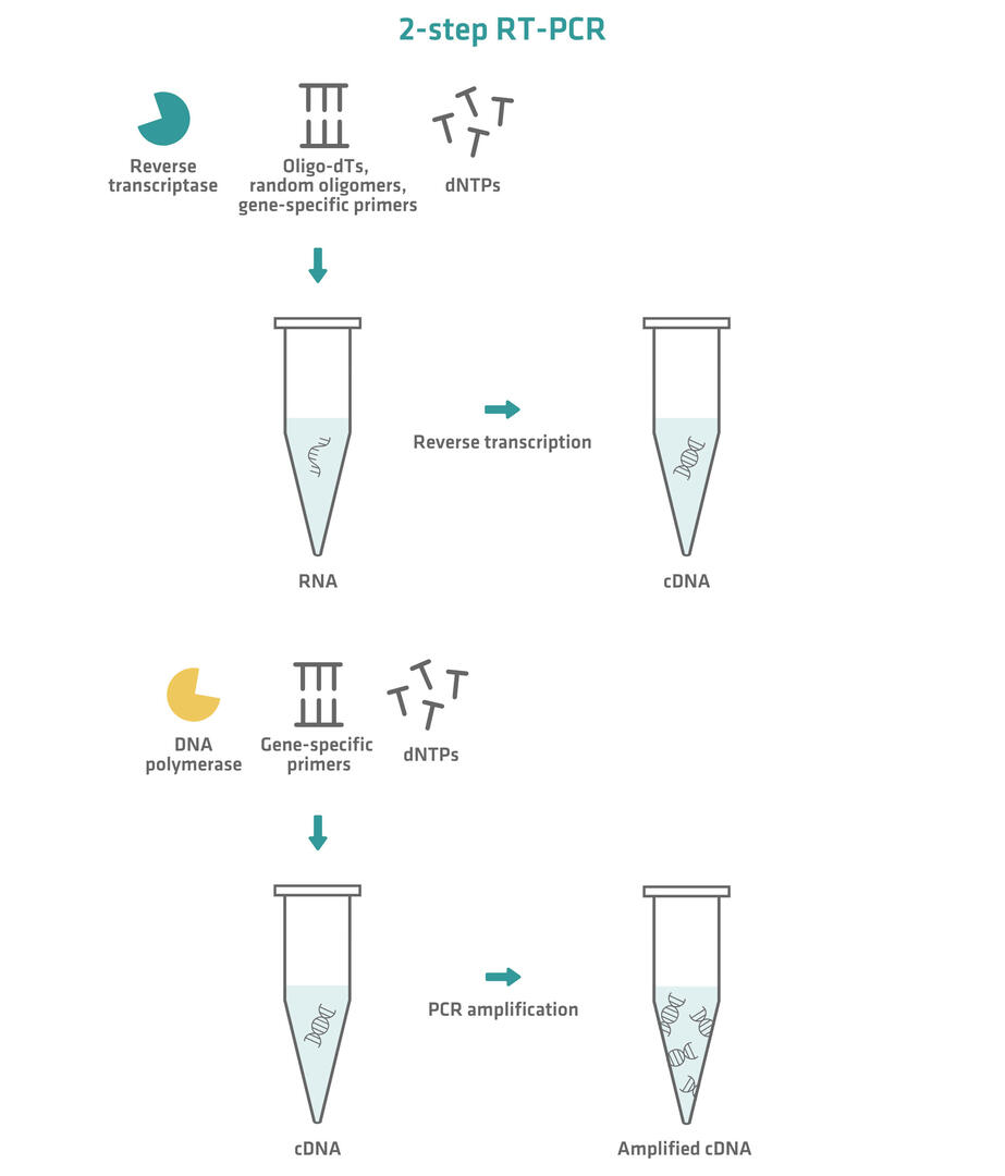 2-step graphic: Step 1 shows reverse transcription and step 2 shows PCR amplification