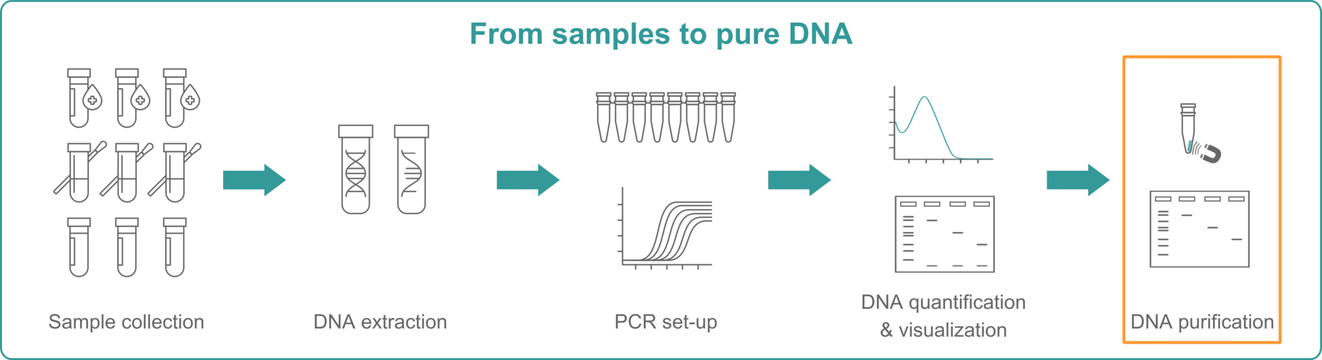 How to purify DNA: Illustration explaining that you need to extract DNA, set up a PCR, quantify DNA and purify it