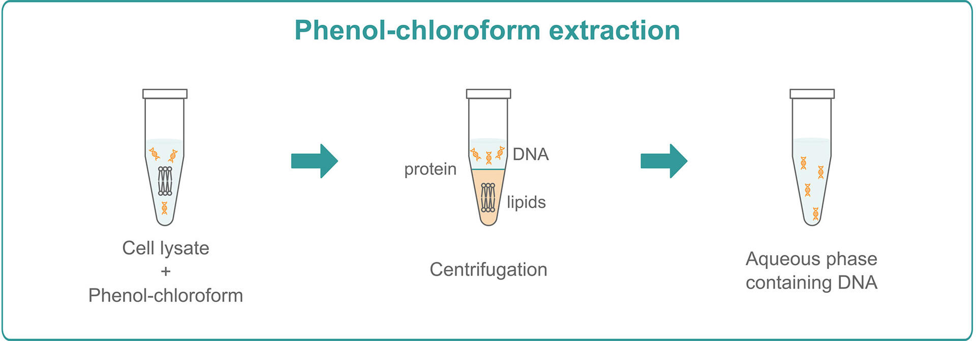 DNA extraction | Definition, steps & methods | INTEGRA