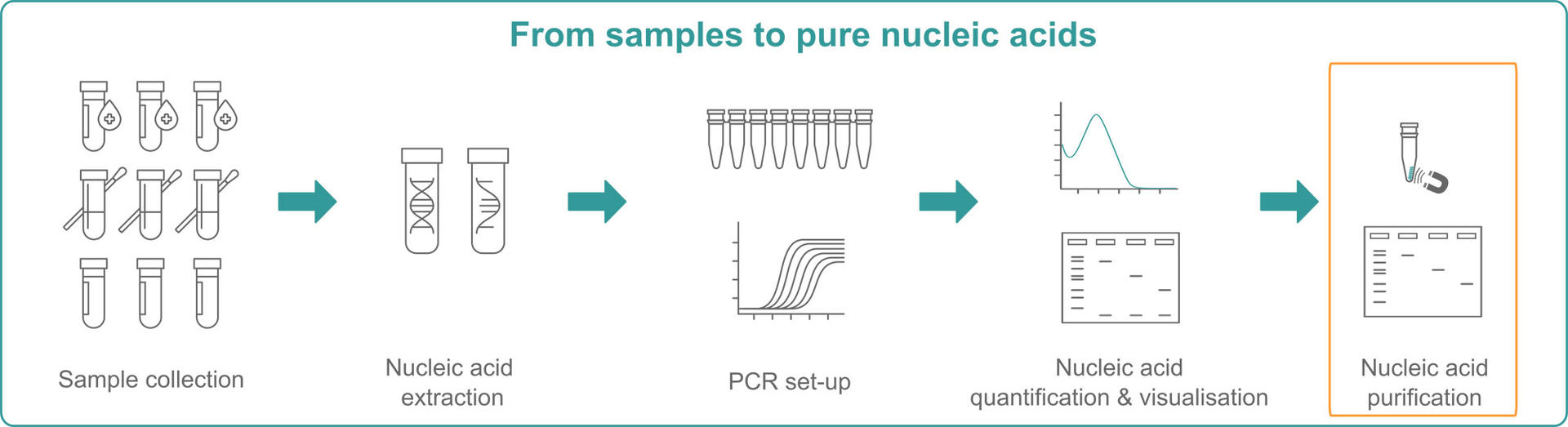 How to purify nucleic acids: Illustration explaining that you need to extract NA, set up a PCR, quantify NA and purify them
