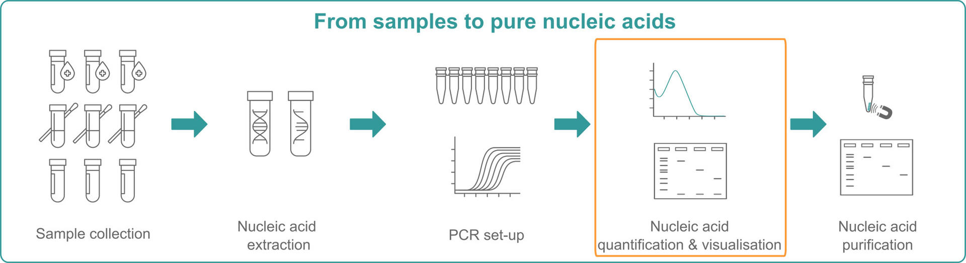 Illustration explaining that you need to extract NA, set up a PCR, quantify NA and purify them to get from samples to pure nucleic acids