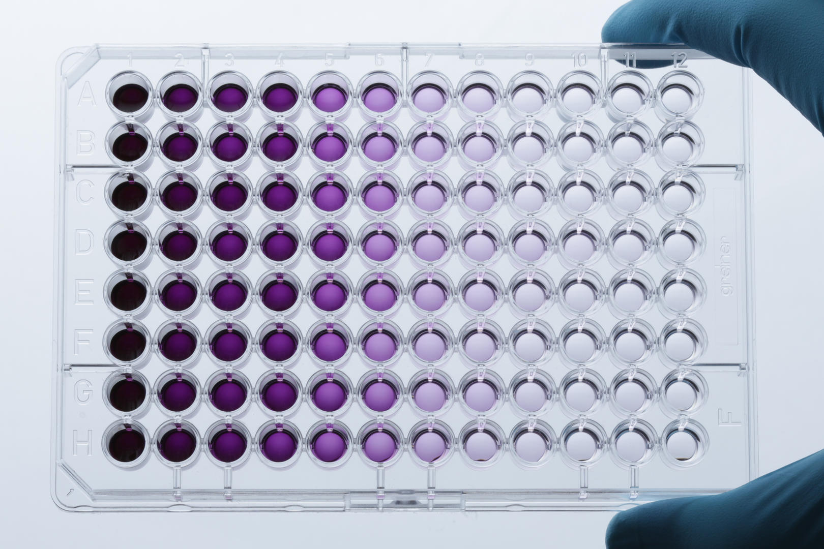 Figure 5: A 96 well plate after the MTT cell proliferation assay.