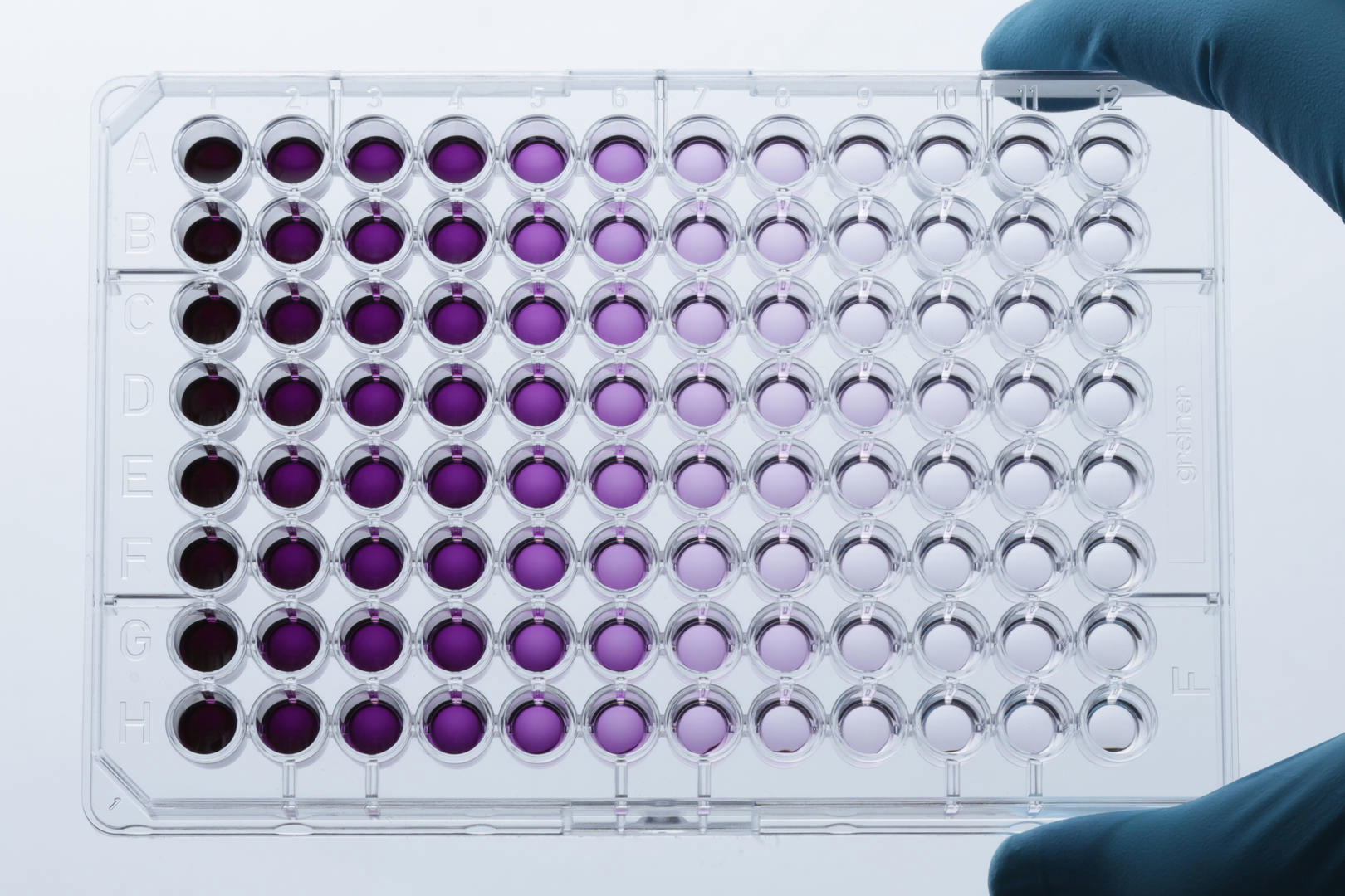 Figure 5: A 96 well plate after the MTT cell viability assay.