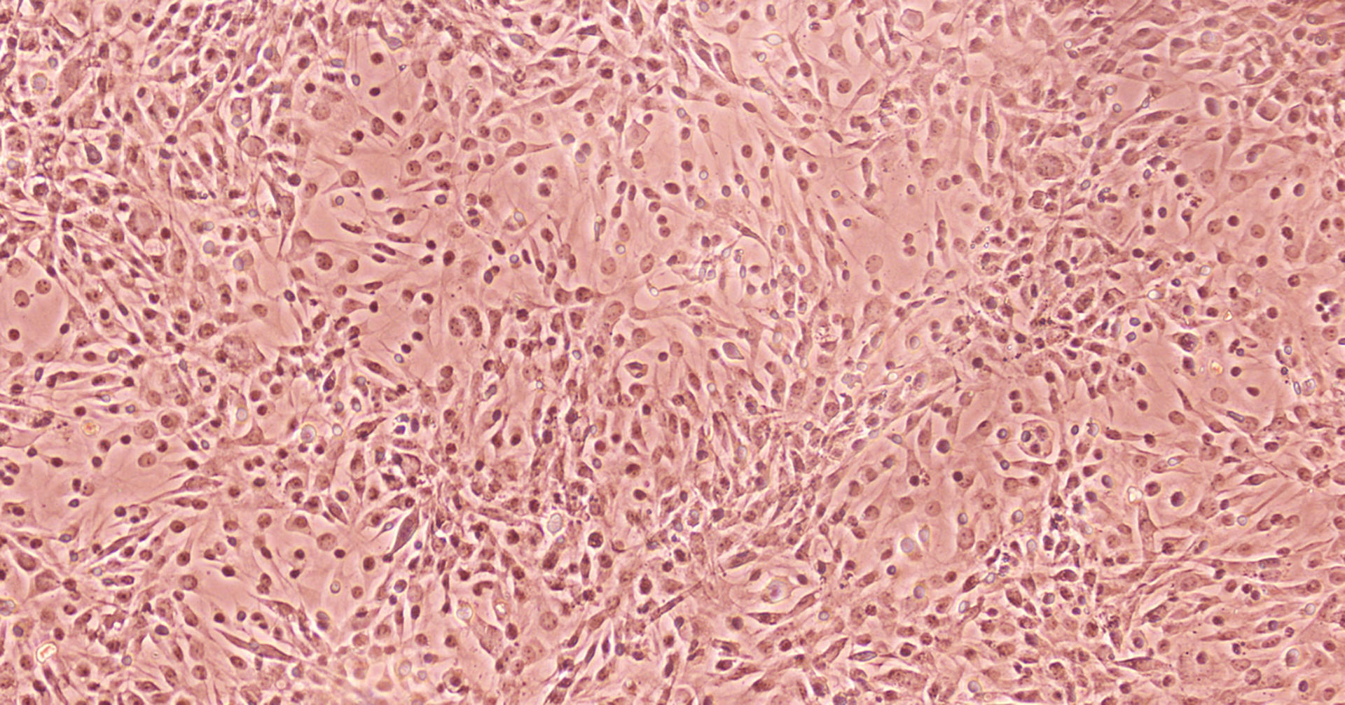 Adherent cells
