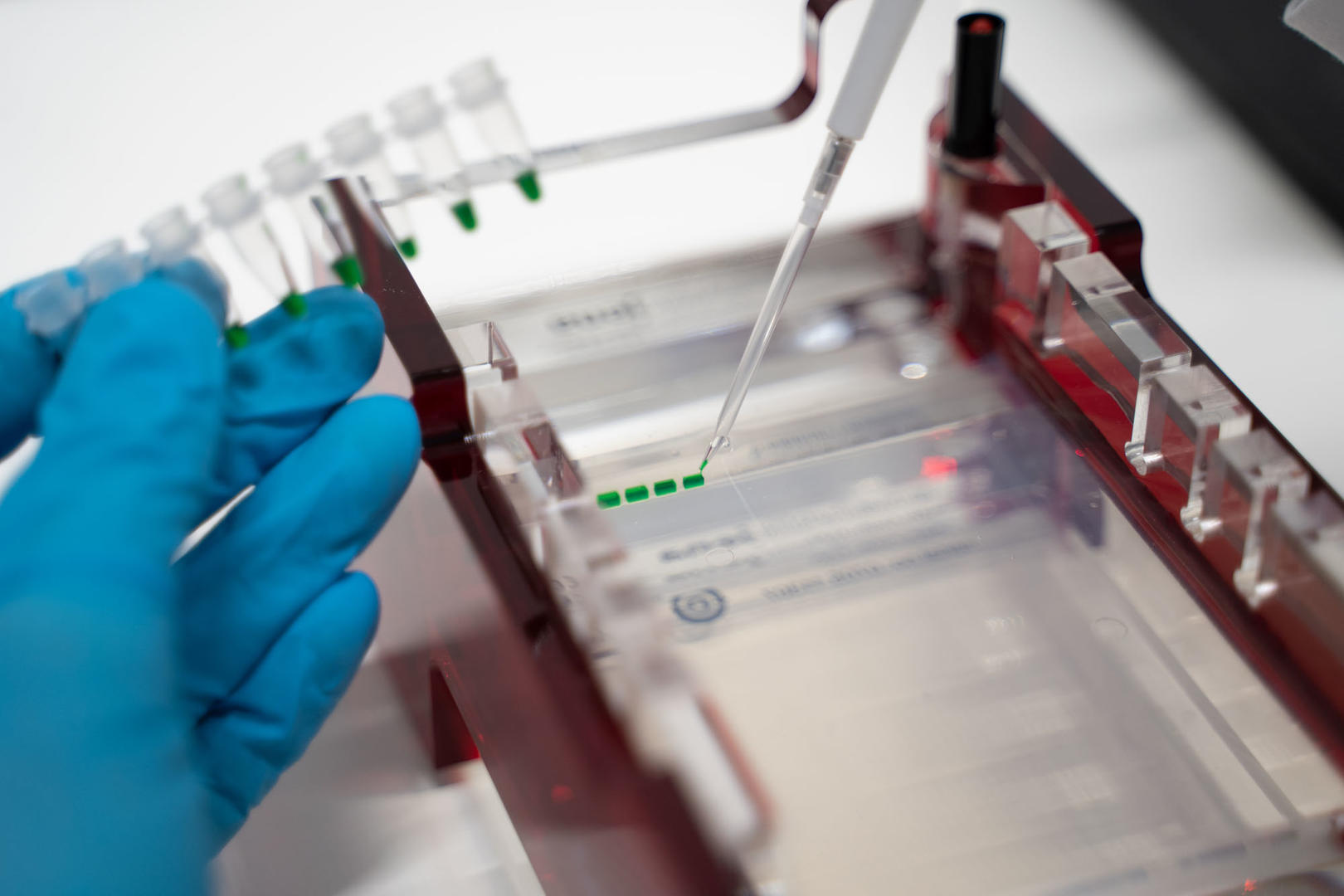 Scientist pipetting samples into the wells of a gel tray to perform agarose gel electrophoresis