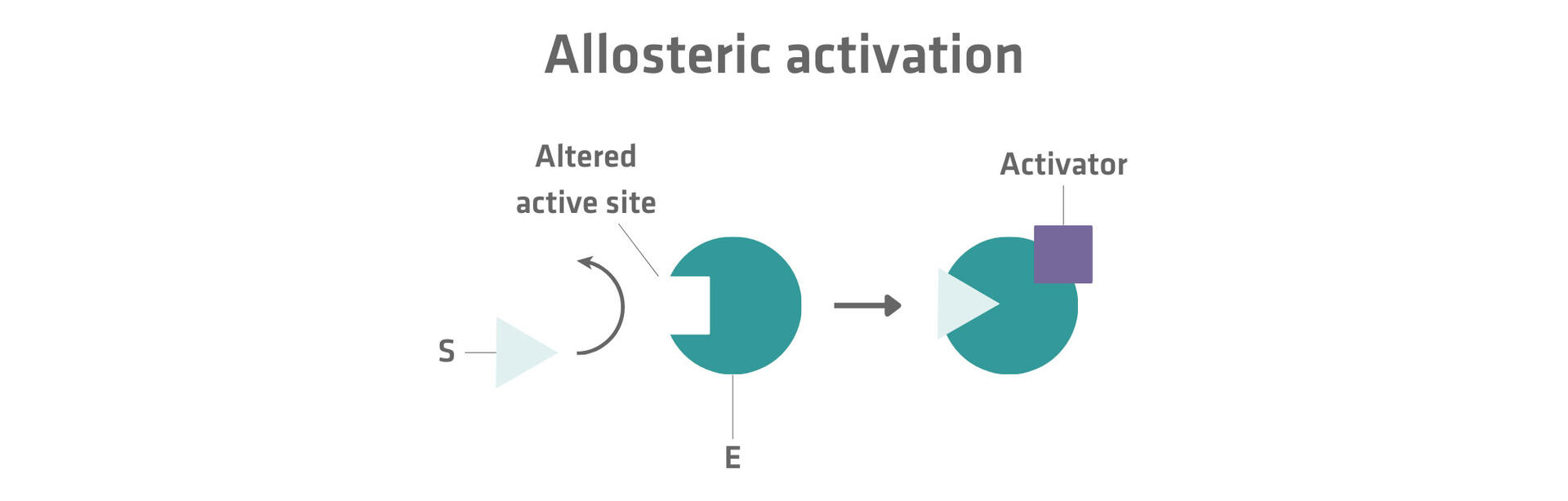 Allosteric activation