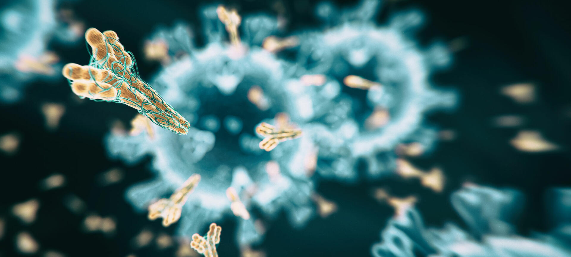 Antibody