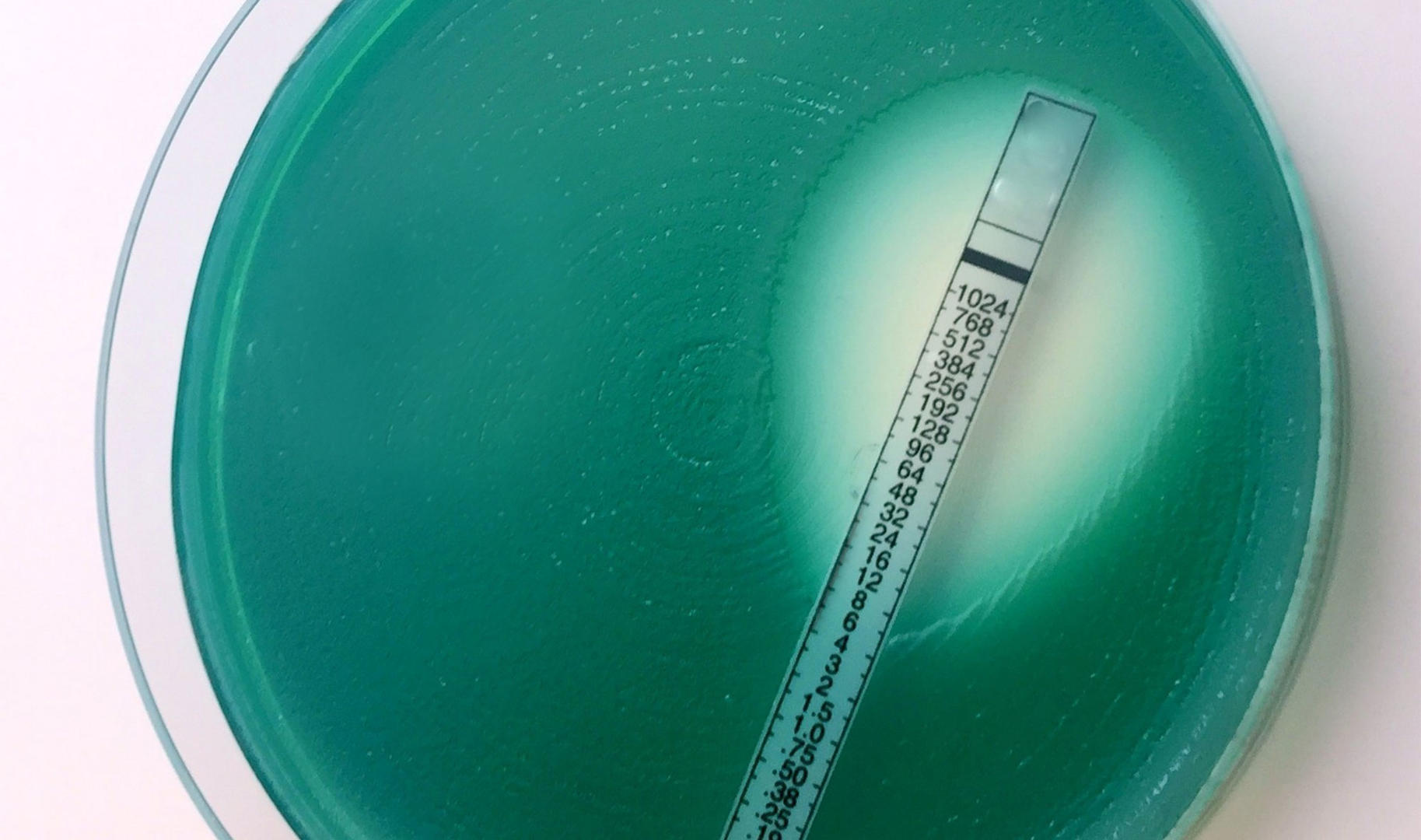Antimicrobial susceptibility test methods: Petri dish with Etest strip and a growth inhibition ellipse around it