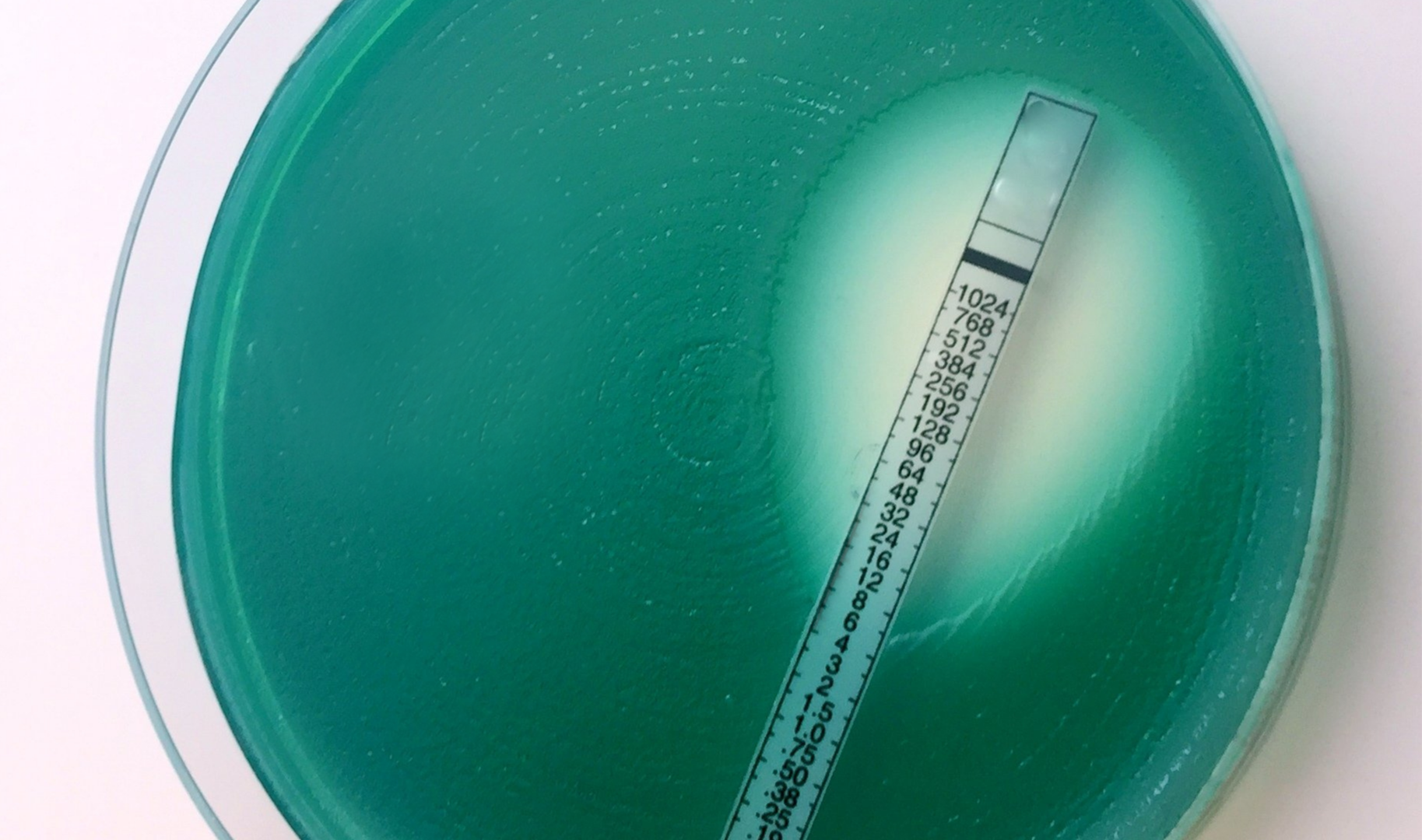 Petri dish with Etest strip and a growth inhibition ellipse around it