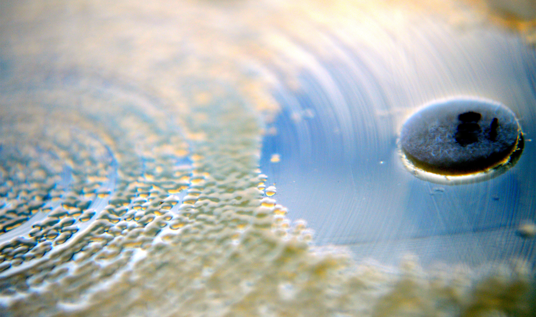 Close-up of a Petri dish with a paper disk used for antimicrobial susceptibility testing