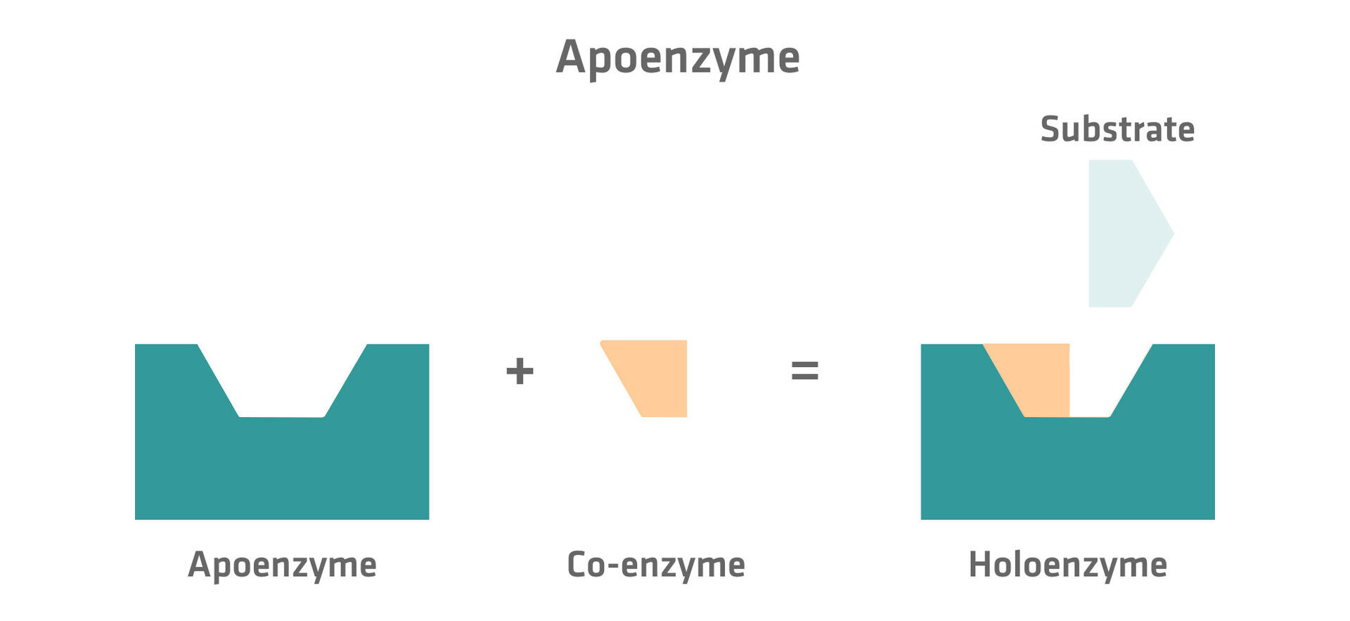 Apoenzyme + Co-enzyme = Holoenzyme