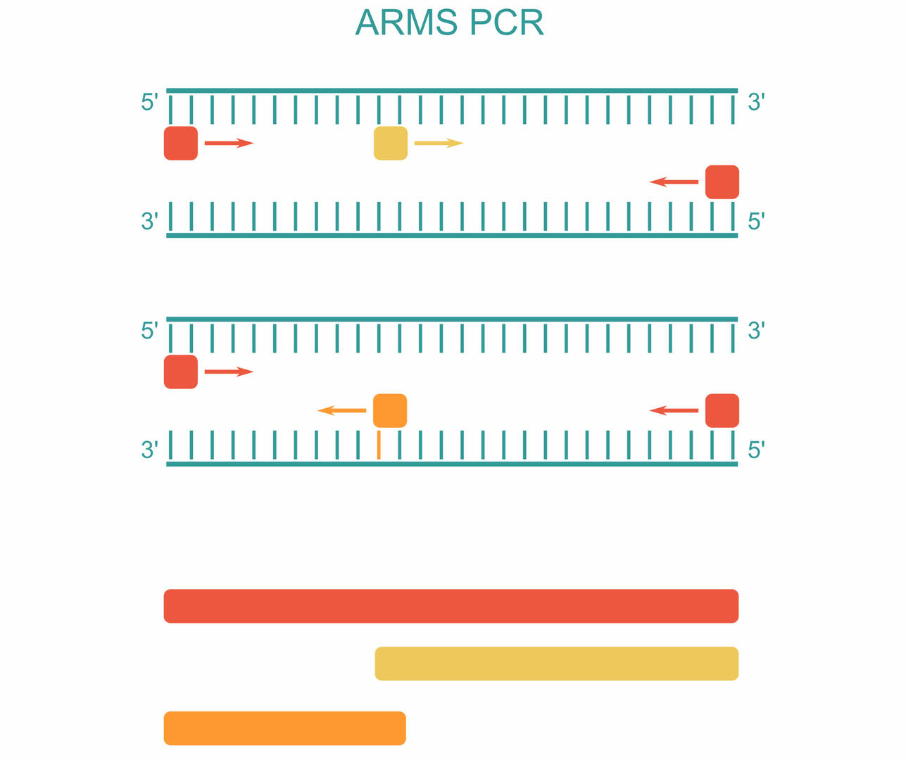How does genotyping work: ARMS PCR