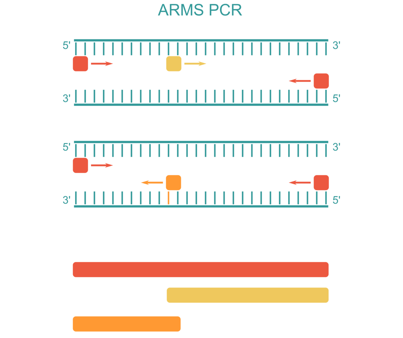 Genotyping: How ARMS PCR works