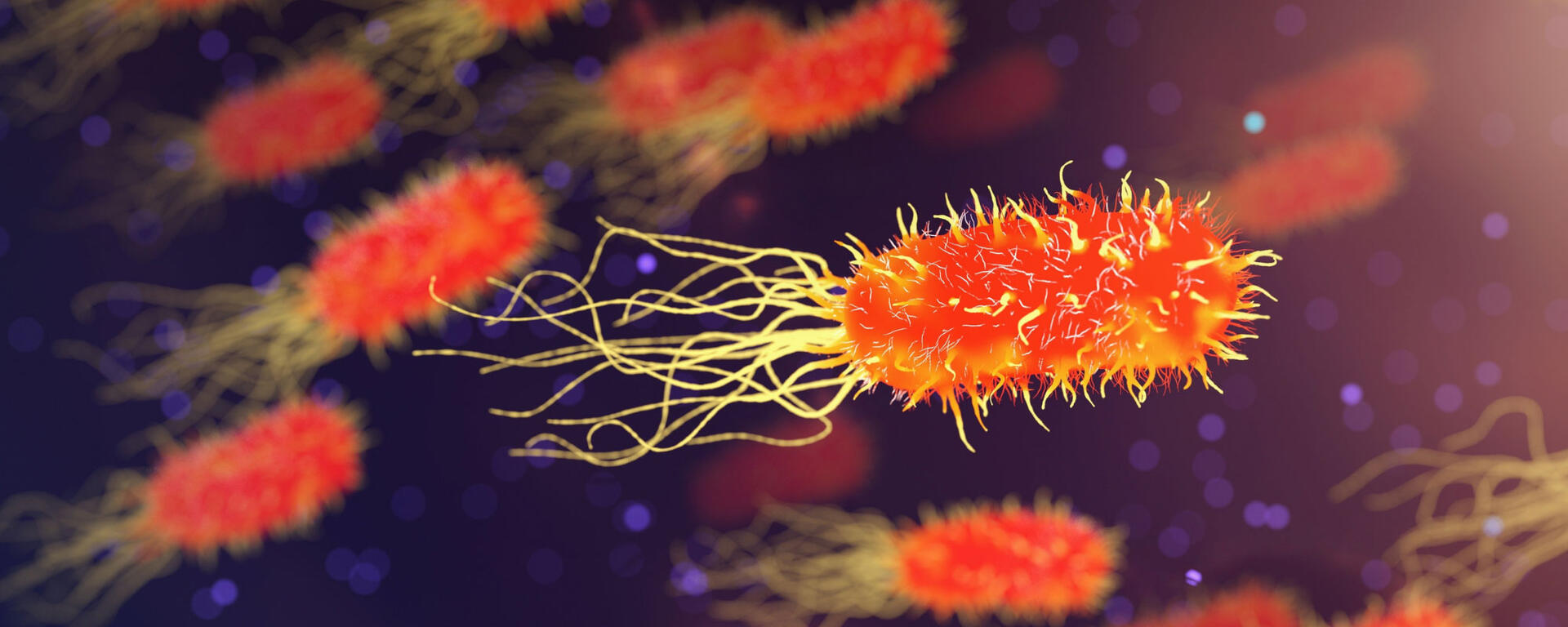 Bacterial cells