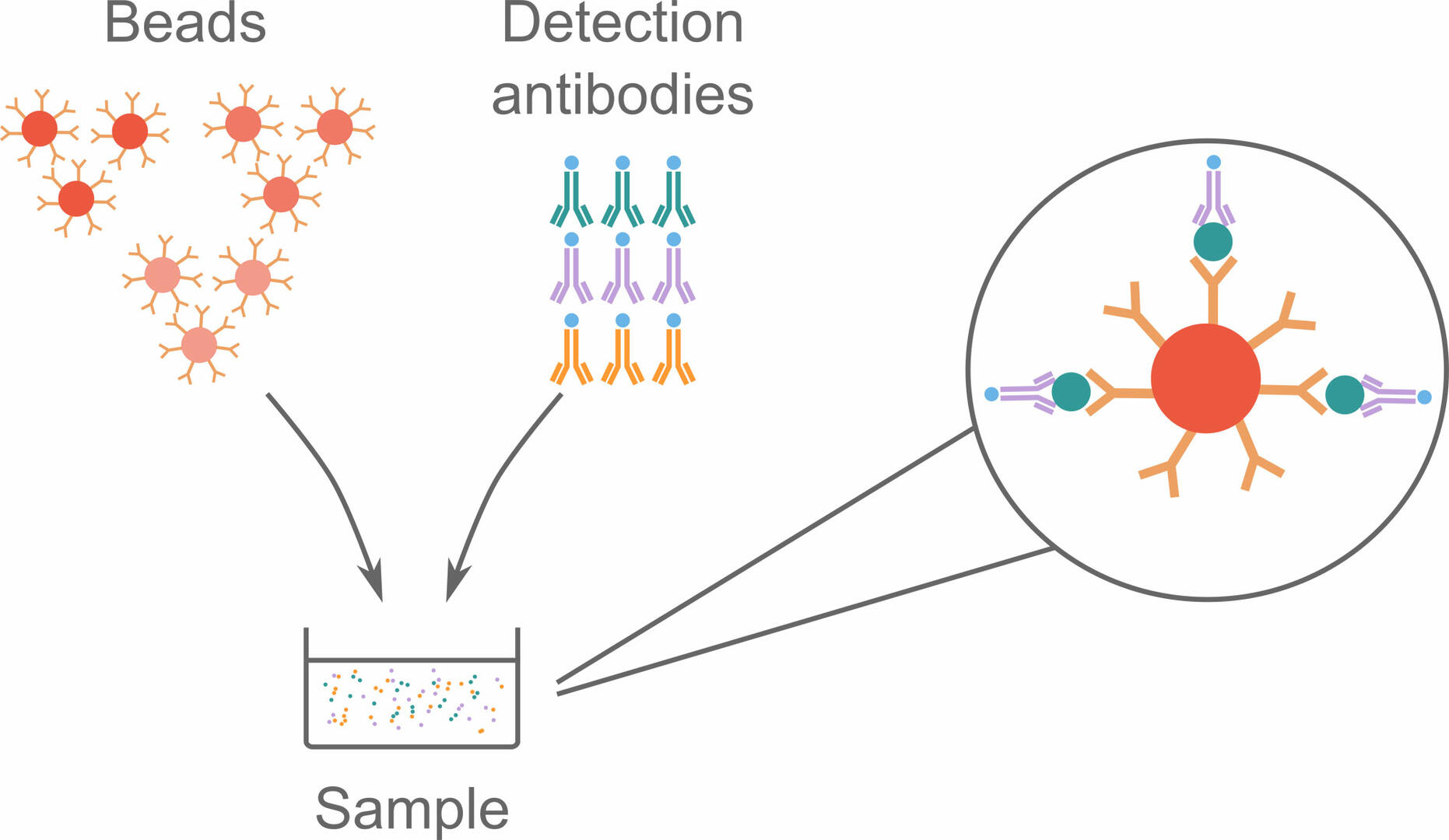 How bead-based immunoassays work