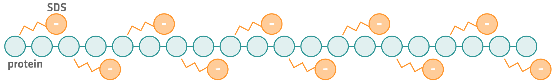 Binding of SDS to a denatured protein. SDS molecules bind along the polypeptide chain