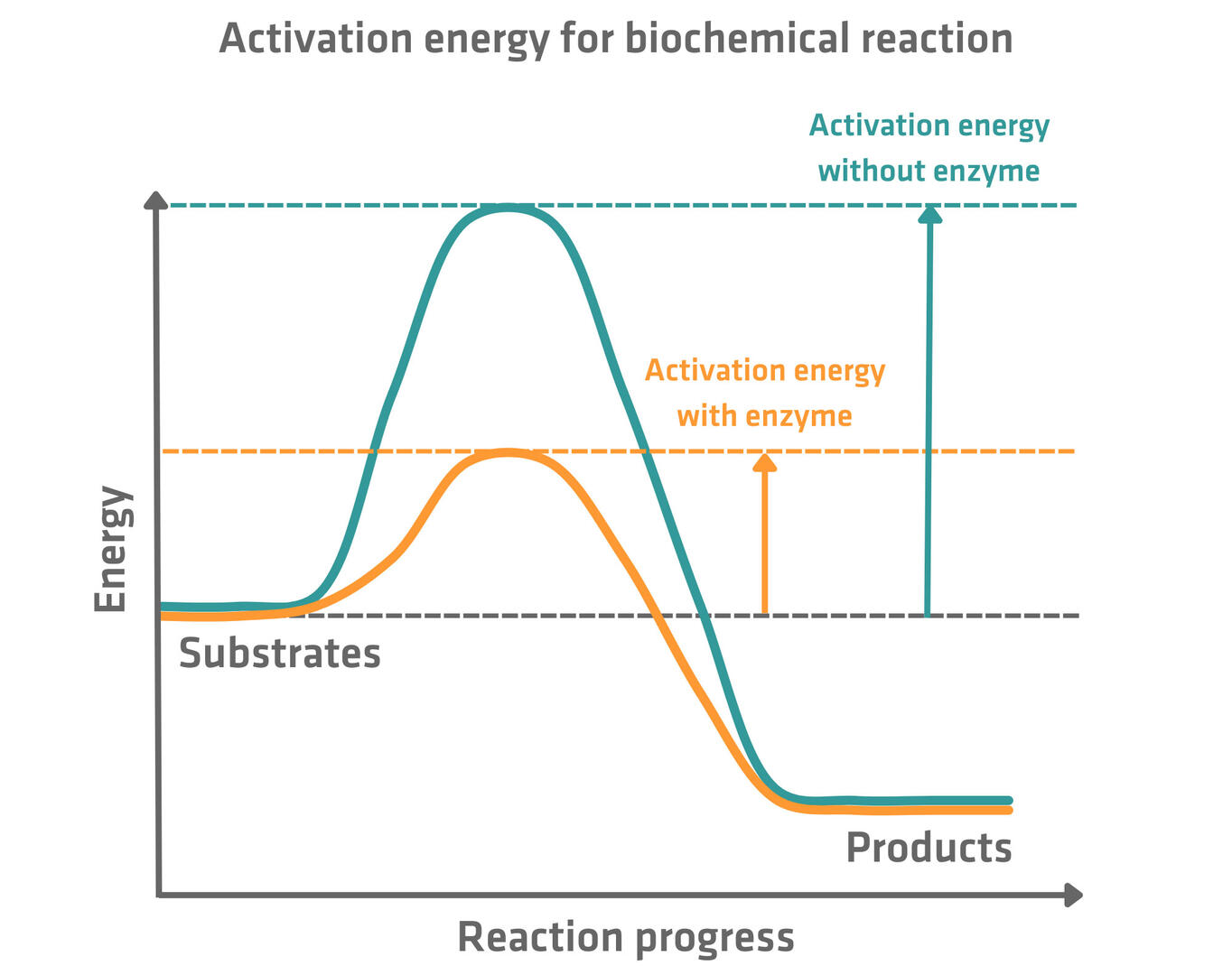 Activation energy with enzyme vs activation energy without enzyme