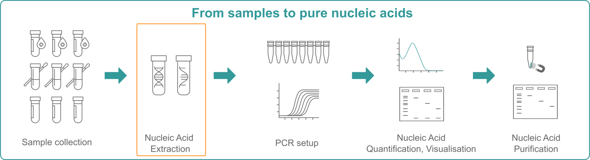 Infographic explaining the necessary steps to extract pure nucleic acids from samples