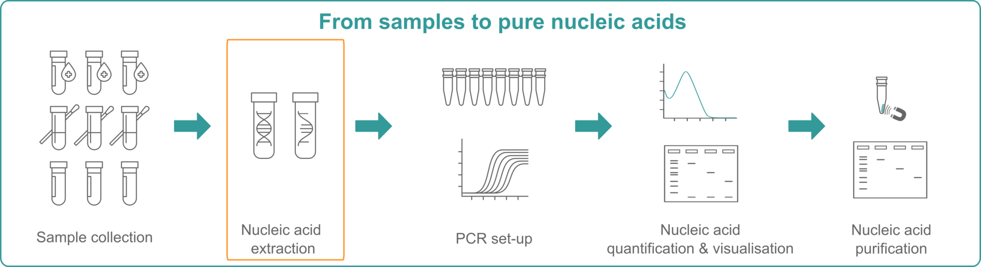 Infographic explaining the necessary steps to extract pure nucleic acids from samples