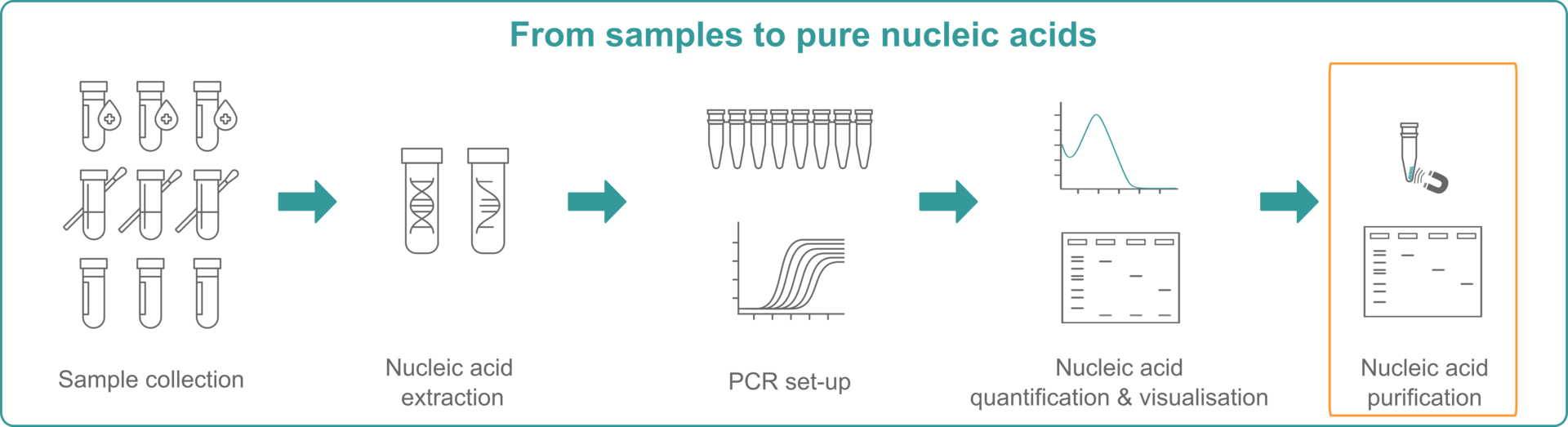 Illustration explaining that you need to extract NA, set up a PCR, quantify NA and purify them to get from samples to pure nucleic acids