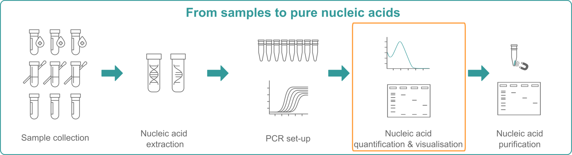 Illustration explaining that you need to extract NA, set up a PCR, quantify NA and purify them to get from samples to pure nucleic acids