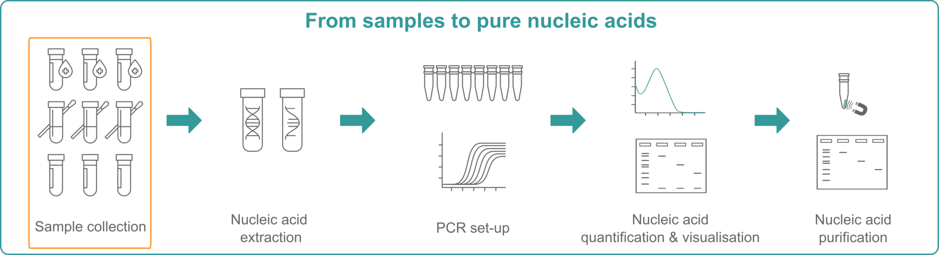 Infographic explaining how to get from sample collection to pure nucleic acids