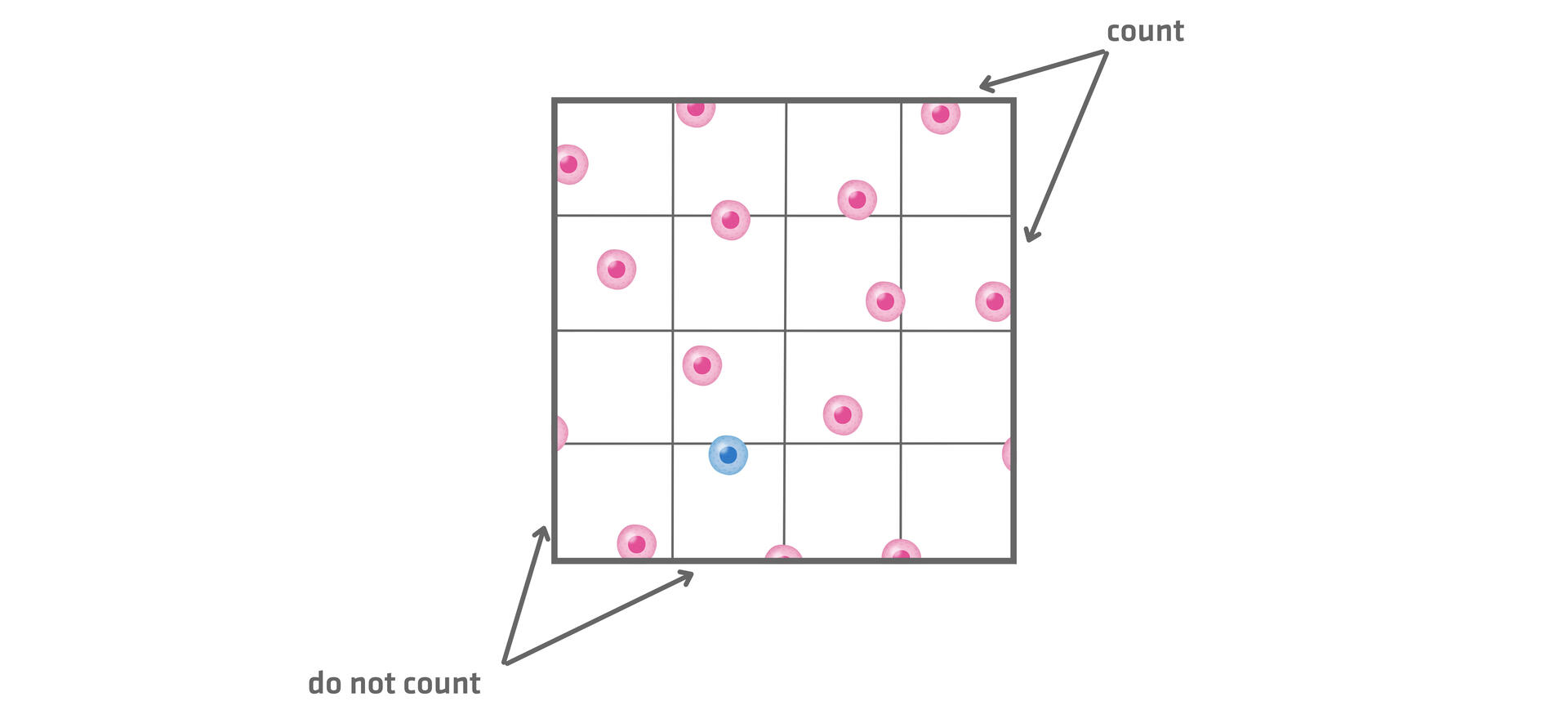 Square of an Improved Neubauer chamber. Cells touching top and right lines are counted, cells touching bottom and left lines aren't counted.