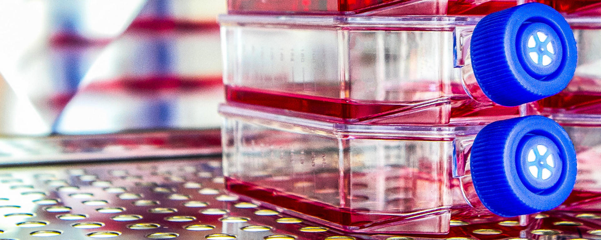 Cell culture flasks