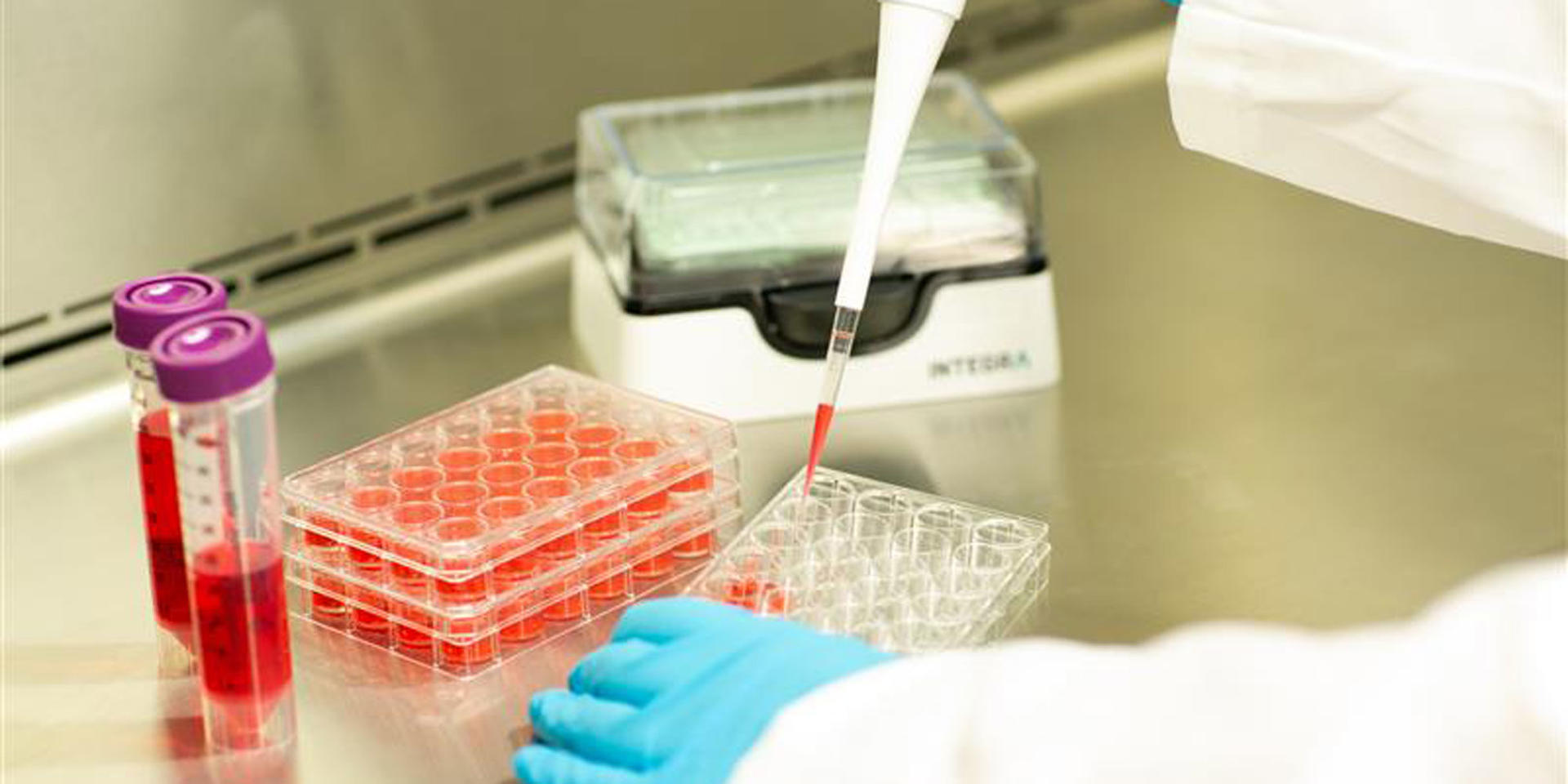 Scientist pipetting cell culture medium into a 24 well plate using an INTEGRA pipette