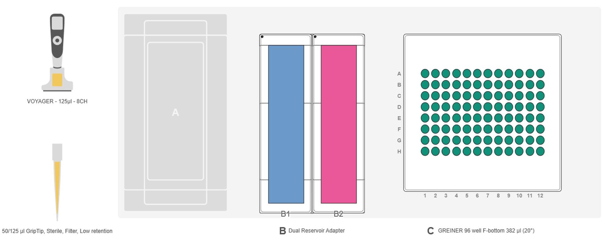 MTT assay protocol: Set-up for cell incubation with fresh cell culture medium.